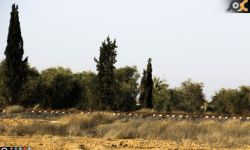 اشتباكات وقصف عنيف على جبهات الغوطة الشرقية 